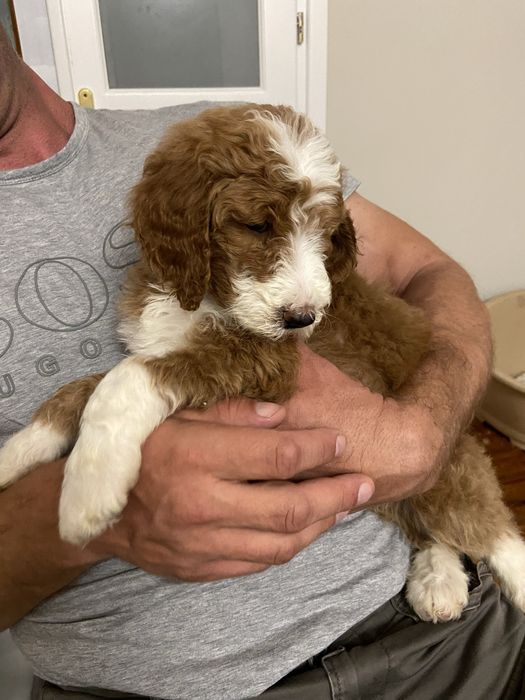 Pudel standardowy, standard, królewski, suczka