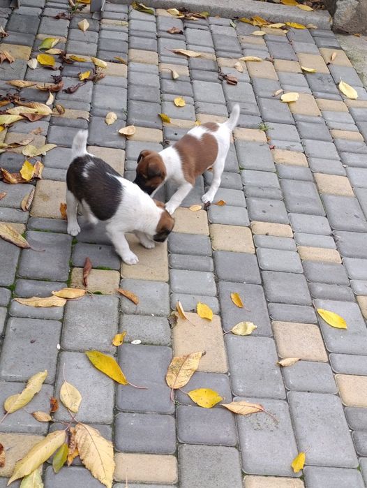 Джек Рассел фокс тер'єр