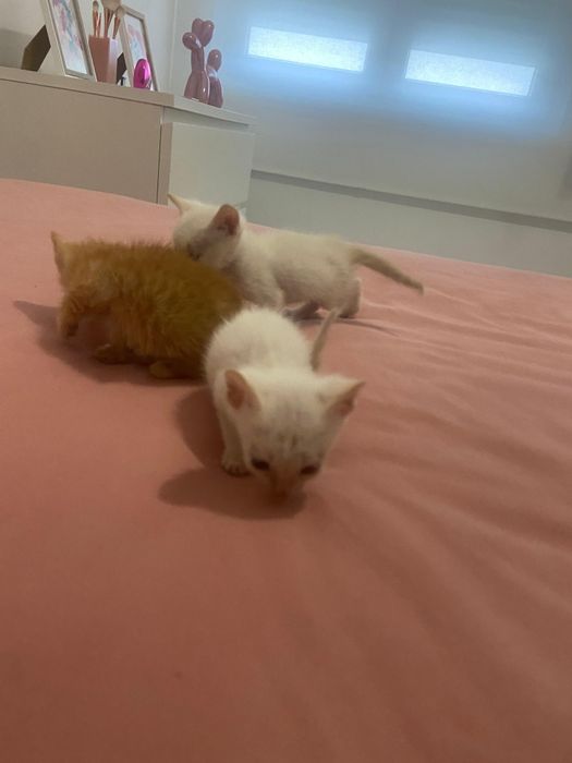 Dou gatinhos bebés