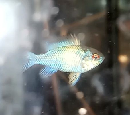 Apistogramma Ramireza Blue electric