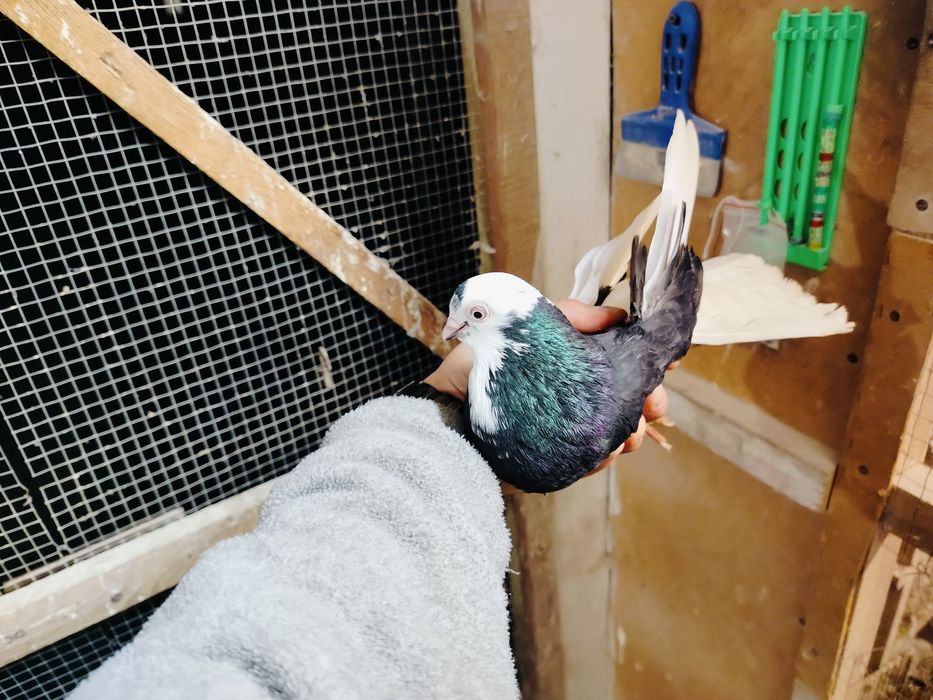 Gołębie zamojskie bociany