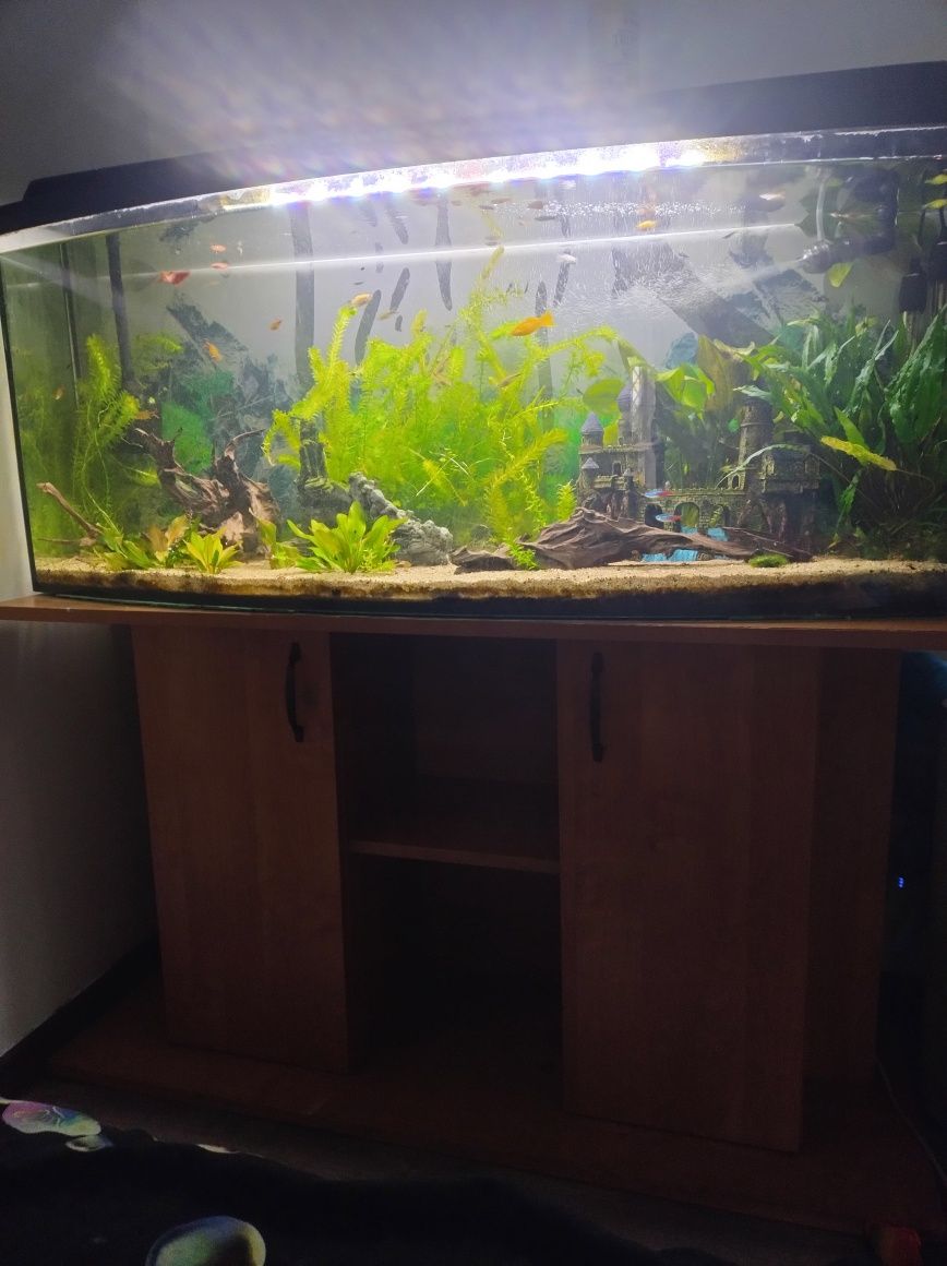 Akwarium 250l z życiem