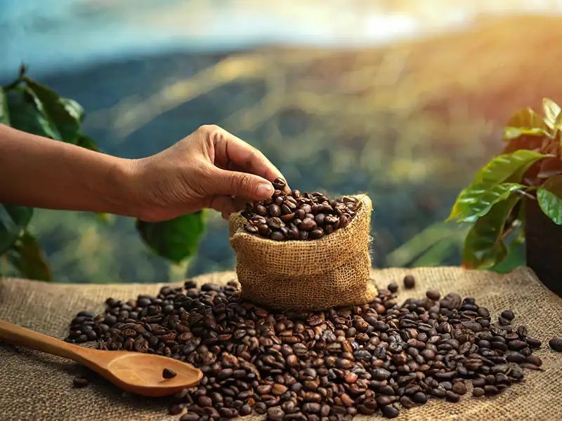 Coffee Catuaí зерна высокого сорта - кофе в Украине