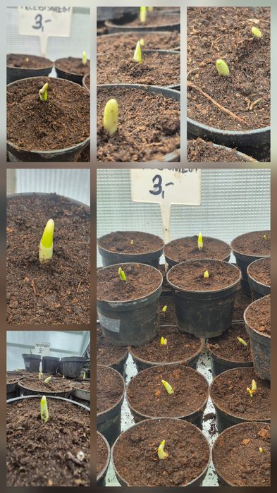 Przebiśniegi galanhus