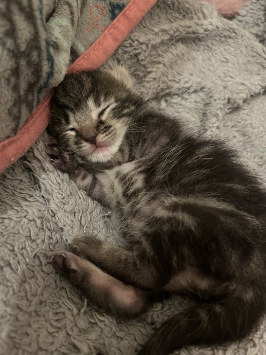 Dois gatinhos para dar