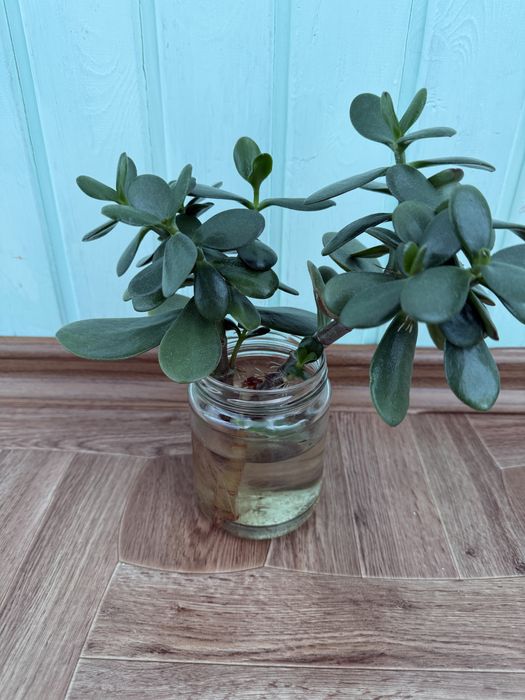 Красула грошове дерево