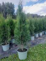 Tuja Szmaragd Tuje Thuja Szmaragdowa żywotnik zachodni 110cm 120cm