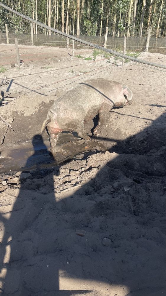 Vendo porcas gordas