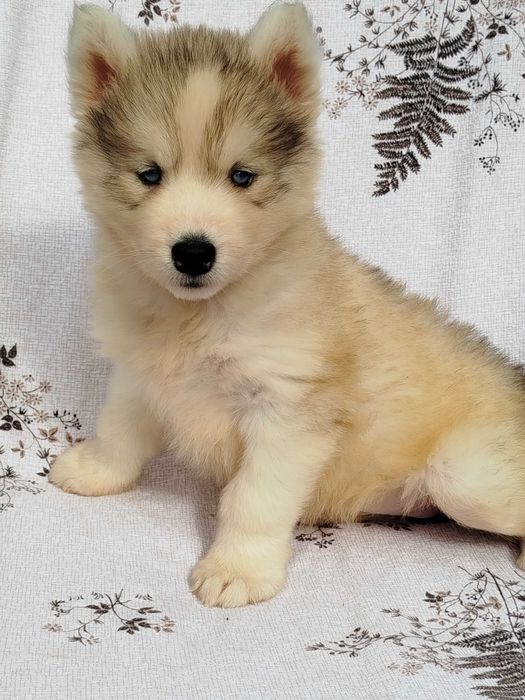 Siberian Husky suczka tel.-5.7.5.3.0.2.0.3.9.
