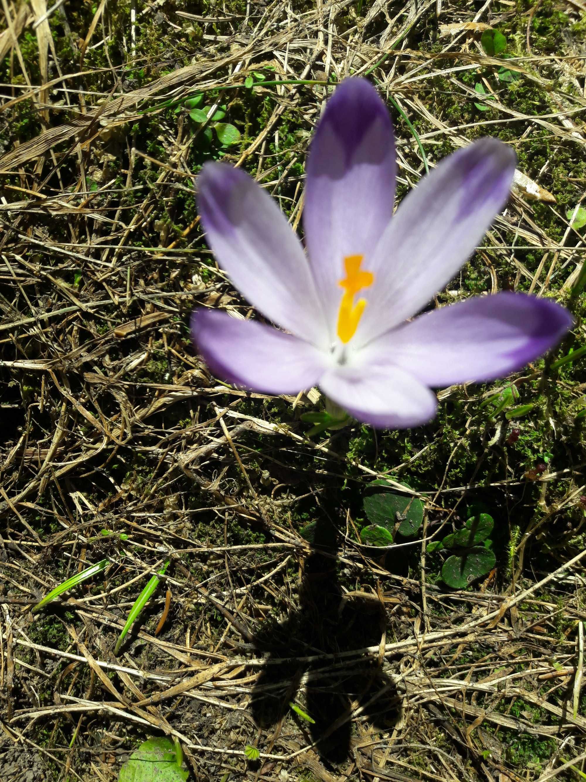 prace ogrodowe, remontowe, wszelakie, pomoc ogólna  Solidnie