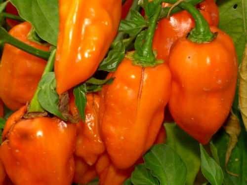 Sementes de Pimenta Habanero Laranja - envio gratuito