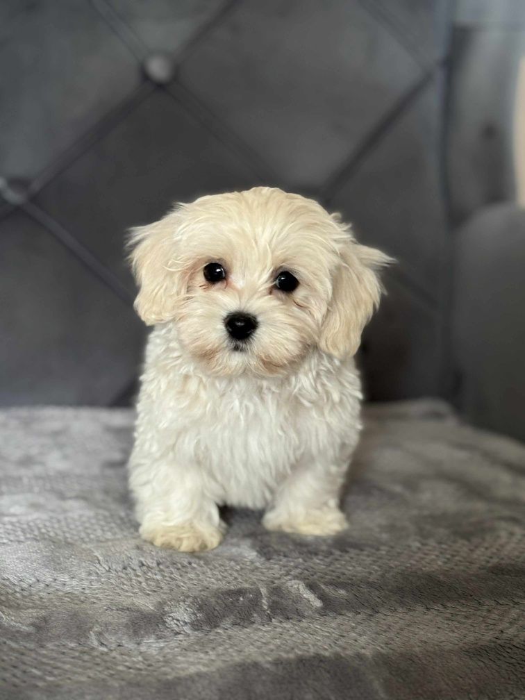 Piesek rasy Maltipoo