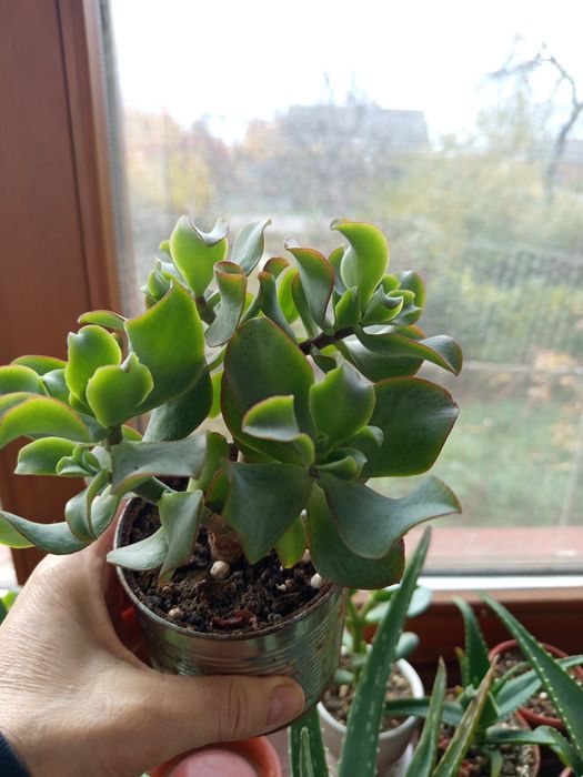 Красула "Голубий птах" грошове дерево