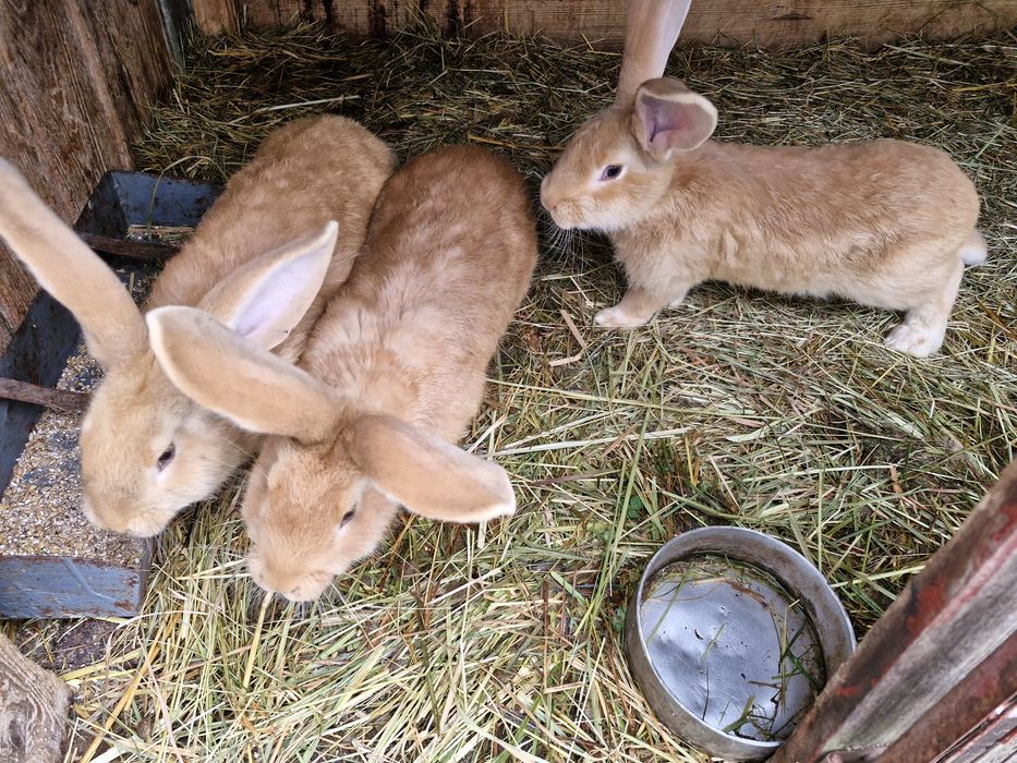 Sprzedam młode króliki