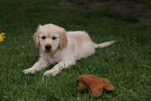 Przepiękne szczenię Golden Retriever FCI !!