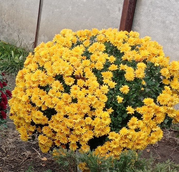 Продам вічно зелений плющ