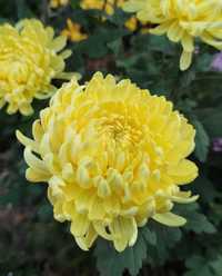 Саджанець жовтої великоквіткової хризантеми (помпон)