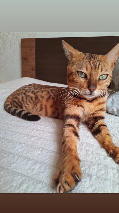 Бенгальська чистокровна кішечка