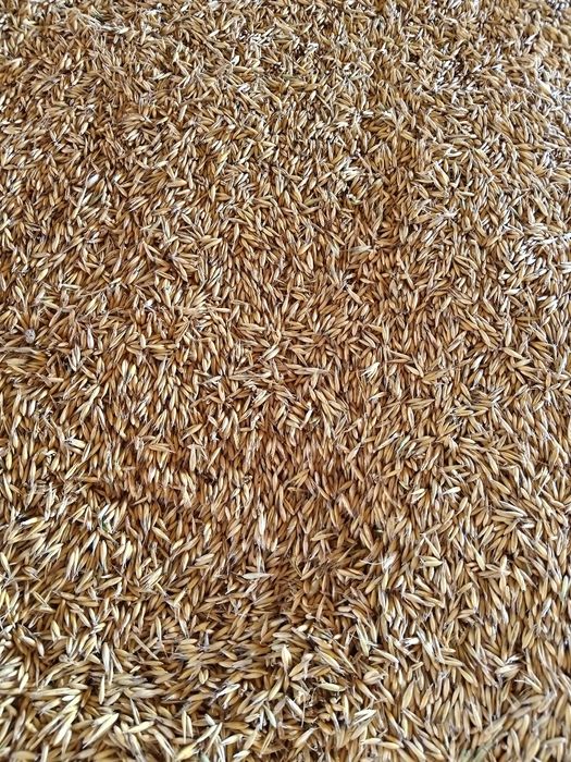 Sprzedam  owies jary