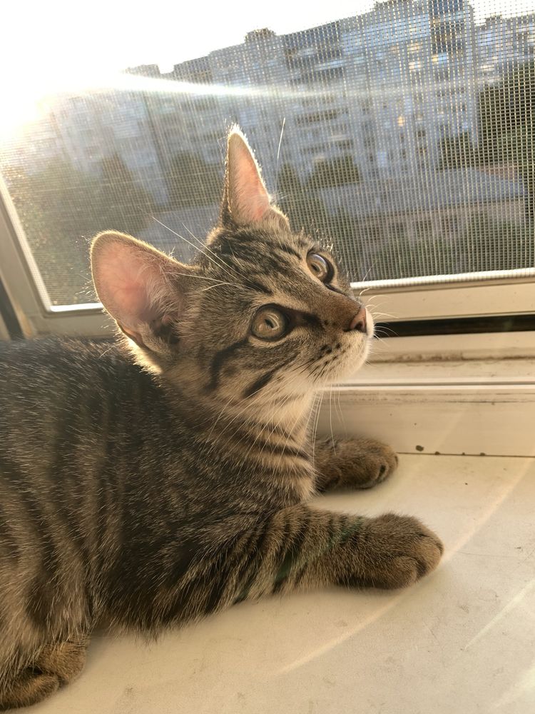 Кошеня безкоштовно