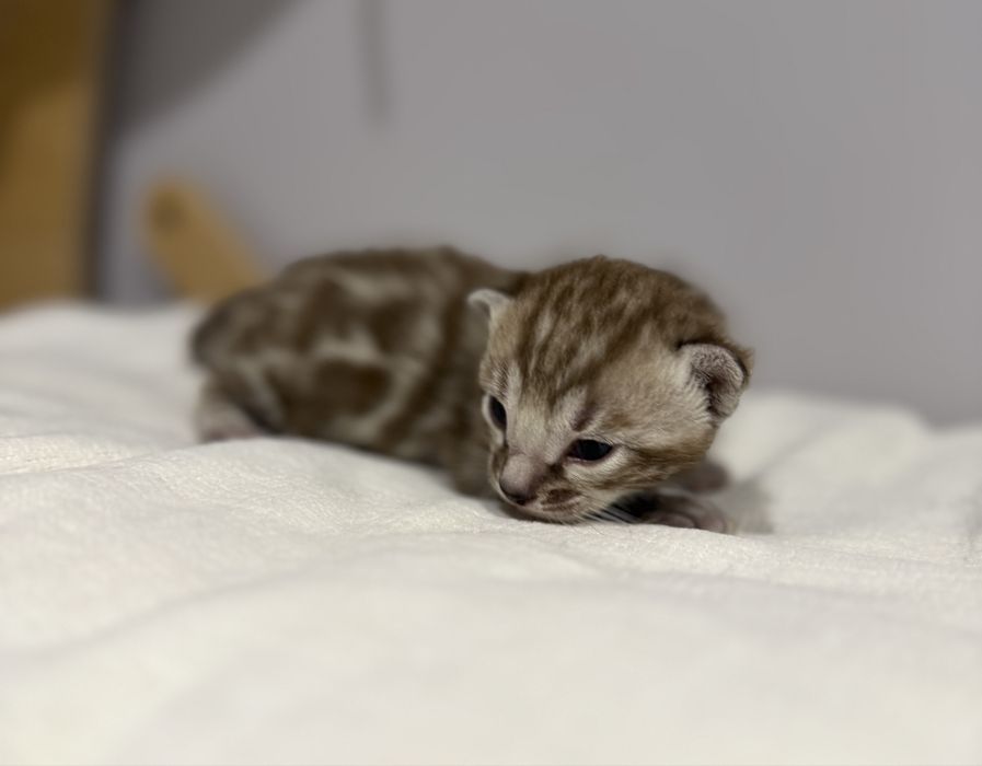 Kot bengalski Silver Sepia TICA