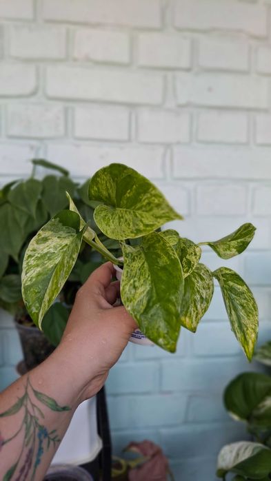 Епіпремнум marble queen, Монстера манки, Адансона, філодендрон бразіл