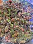 Phyllanthus fluitans (red floaters)