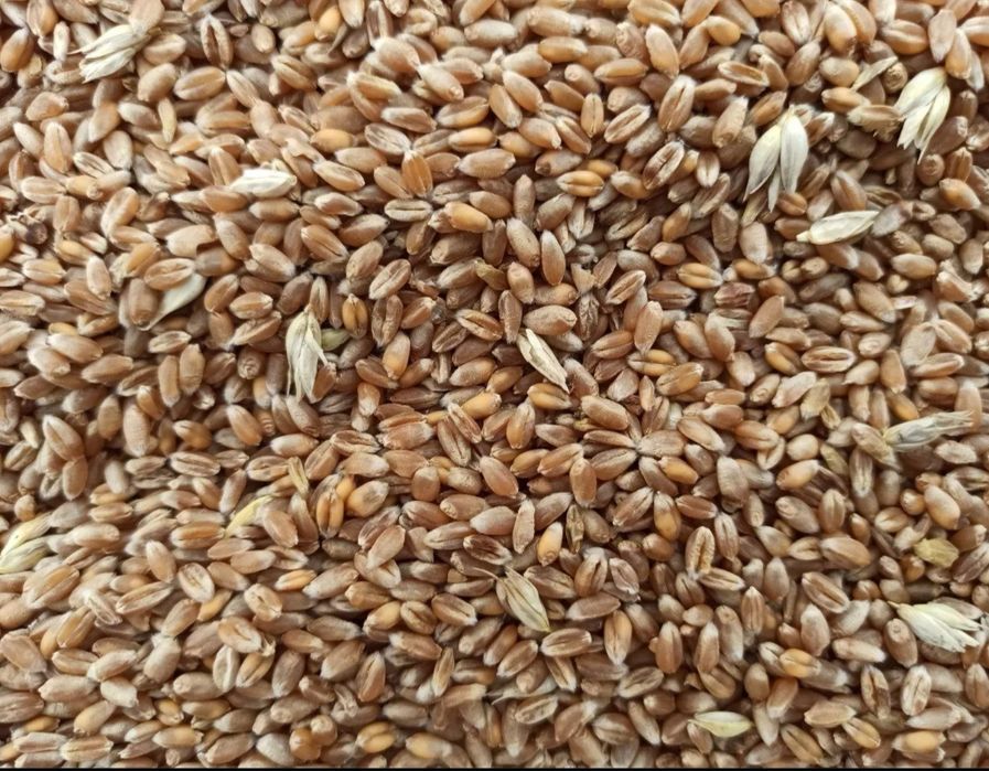 Pszenica pszenica dostawa Płock