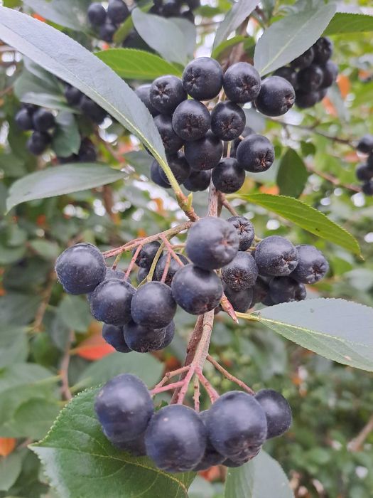 Aronia z leśnego otoczenia 100% EKOLOGII