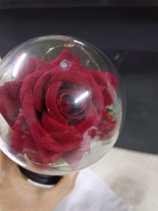 A bela e o monstro Rosa vermelha dia dos namorados