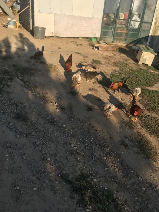 Vendo coquichos crosados das galinhad dos ovos azuis