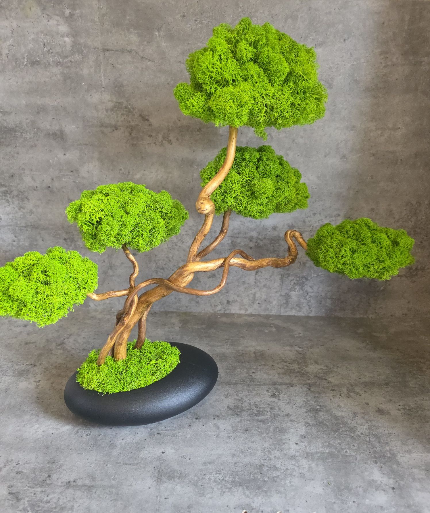 Drzewko Bonsai. Mech Chrobotek. Prezent. Dekoracje wnętrz.