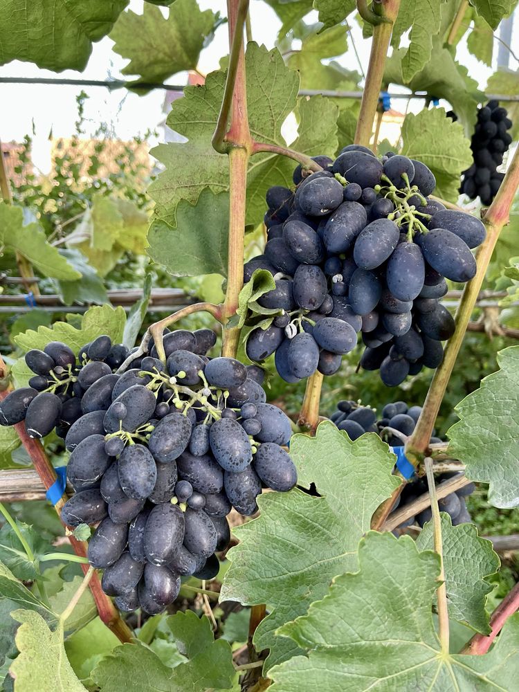 Продам виноград різних сортів