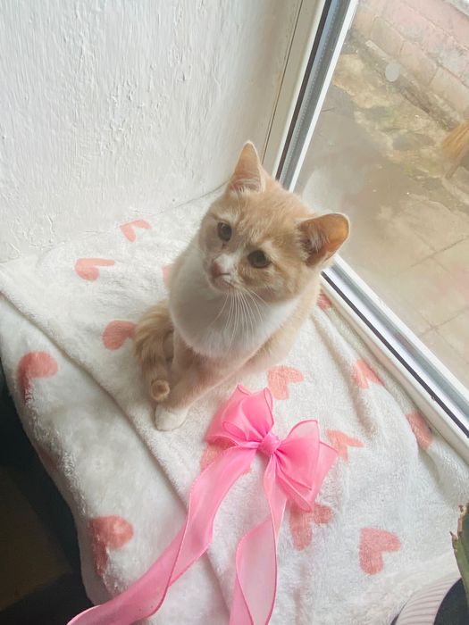 Котята в хорошие ручки