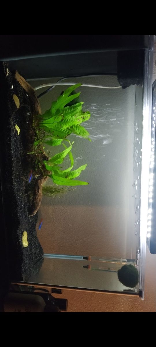 Aquário 30L com acessórios