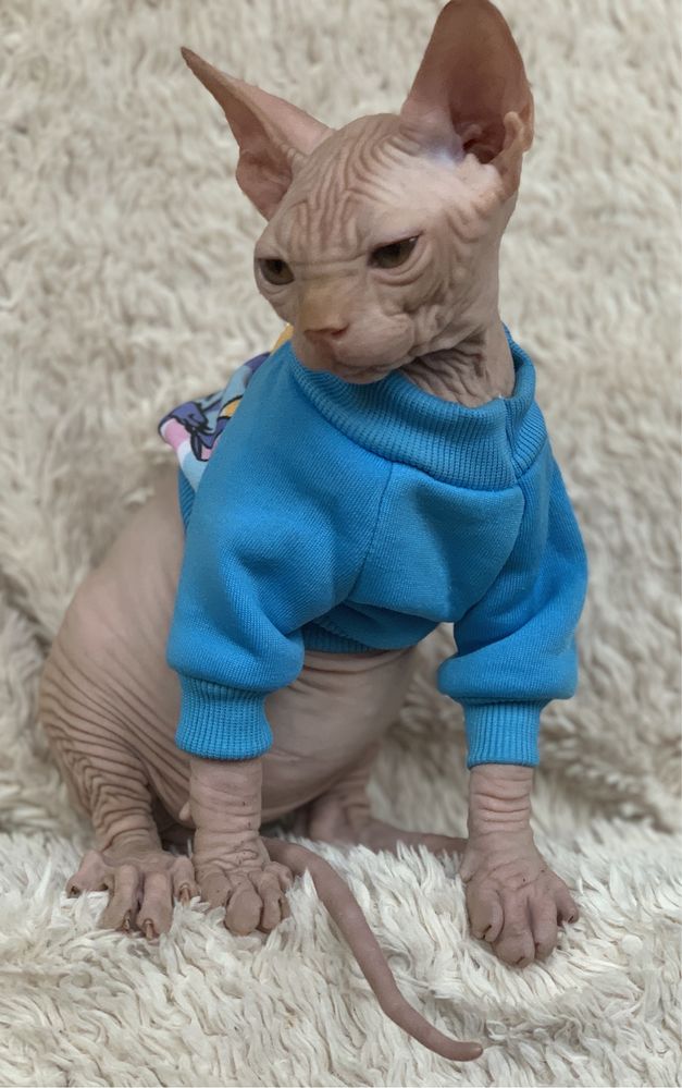 SPHYNX • przekochane Dzieci jak małpki, Psy‼️ Kociak czeka na ciebie!