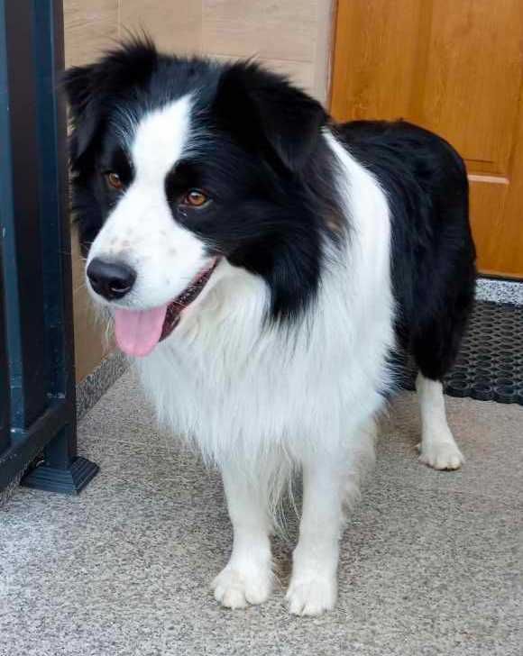 Border collie szczeniak