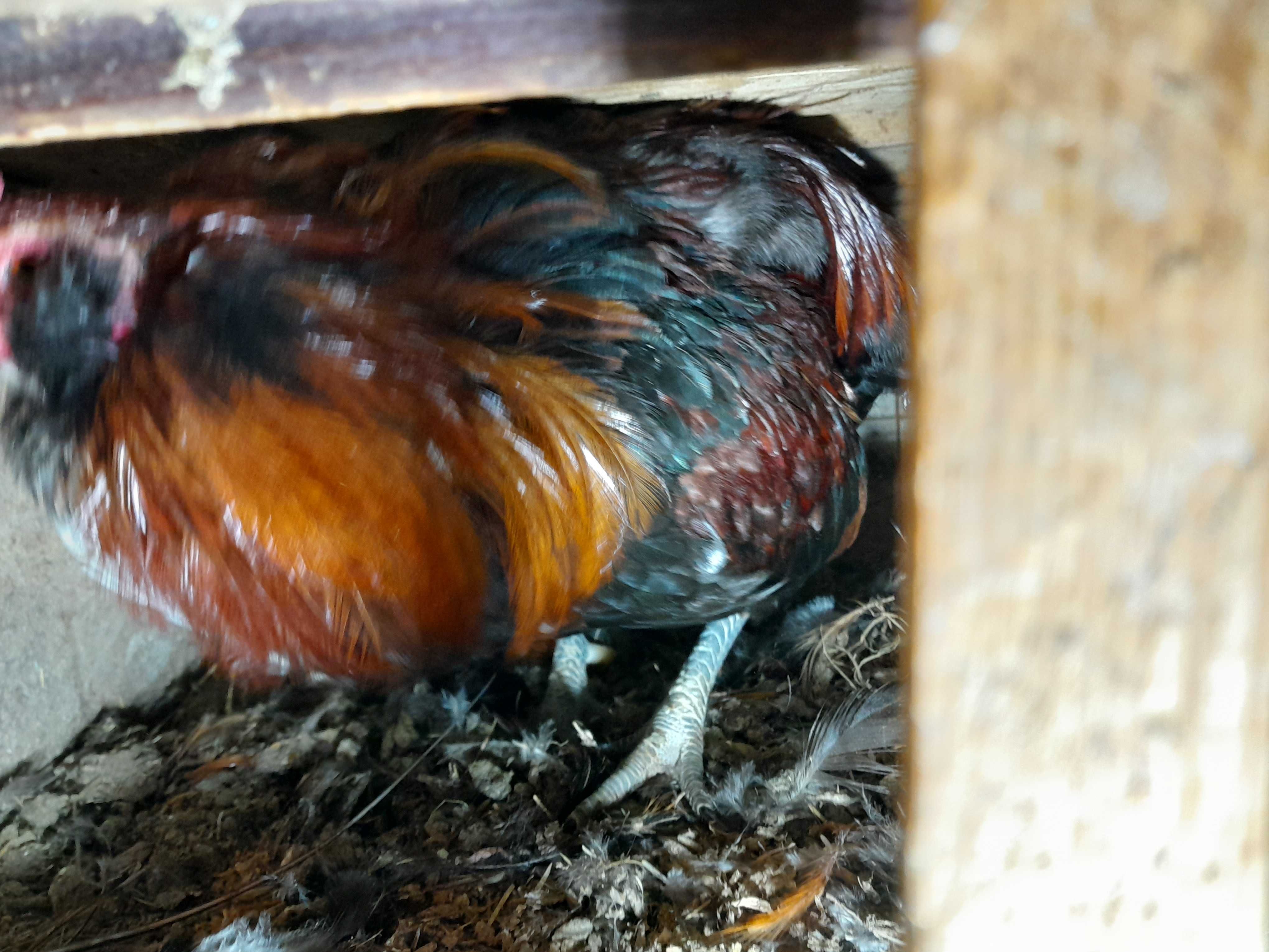 Sprzedam jajka lęgowe kurczęta araucana / Kury z kogutami i koguty