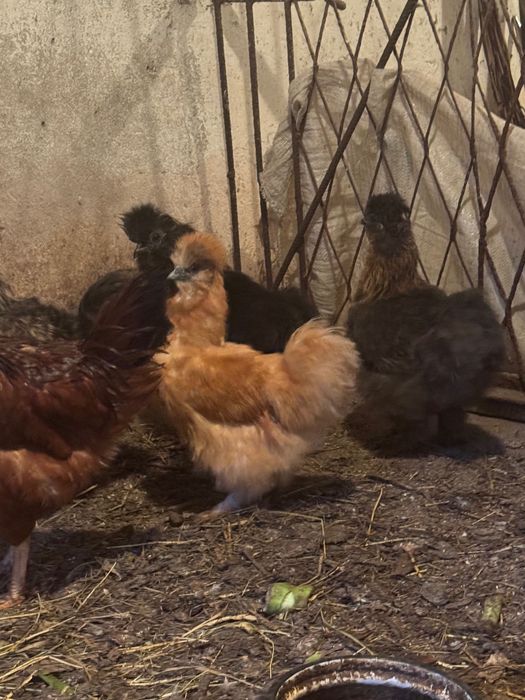 Sprzedam kury i koguty silki jedwabistej
