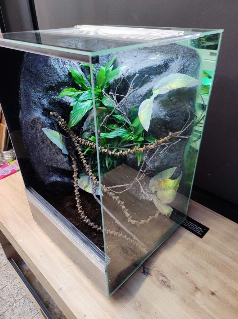 Terrarium gekon żaba jaszczurka PETMARKET