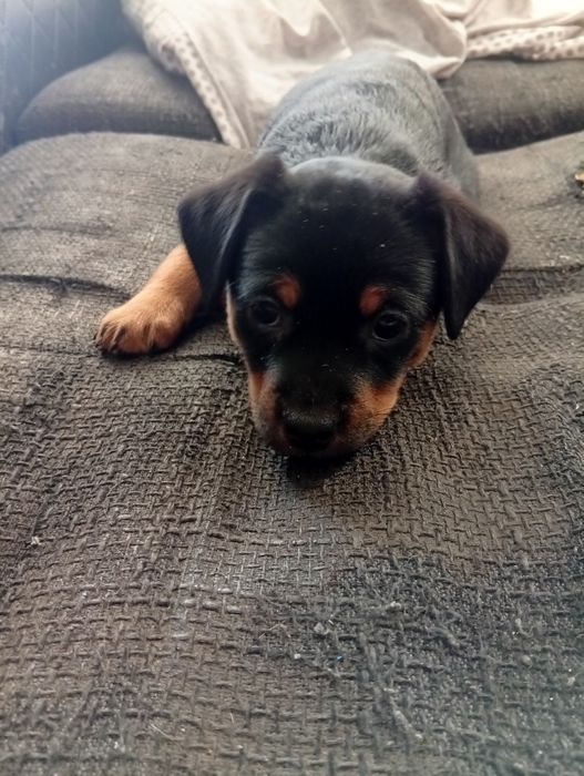 Suczka sunia oddam w dobre ręce szczenię