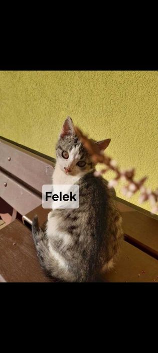 Śliczne kotki szukają dobrych domów!