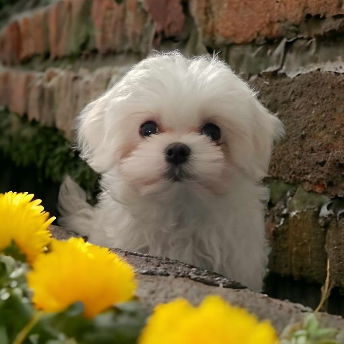 Maltańczyk suczka xxs