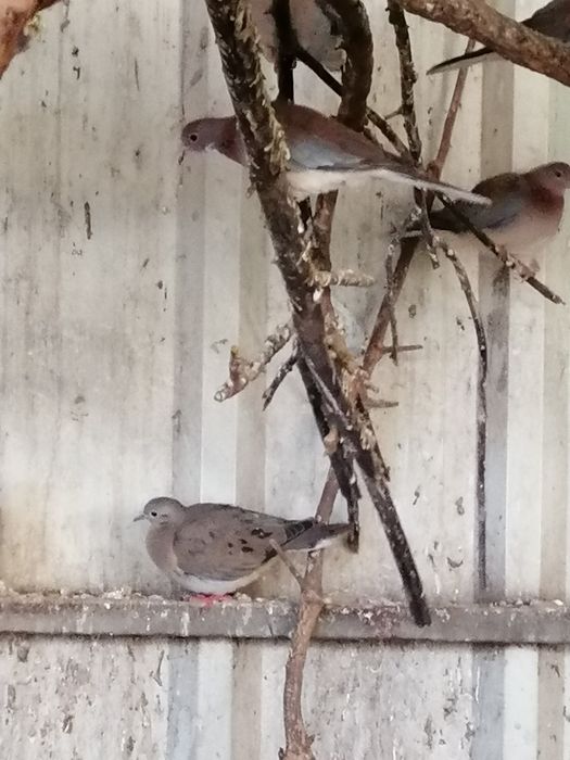 Rola Zenaida (casais)