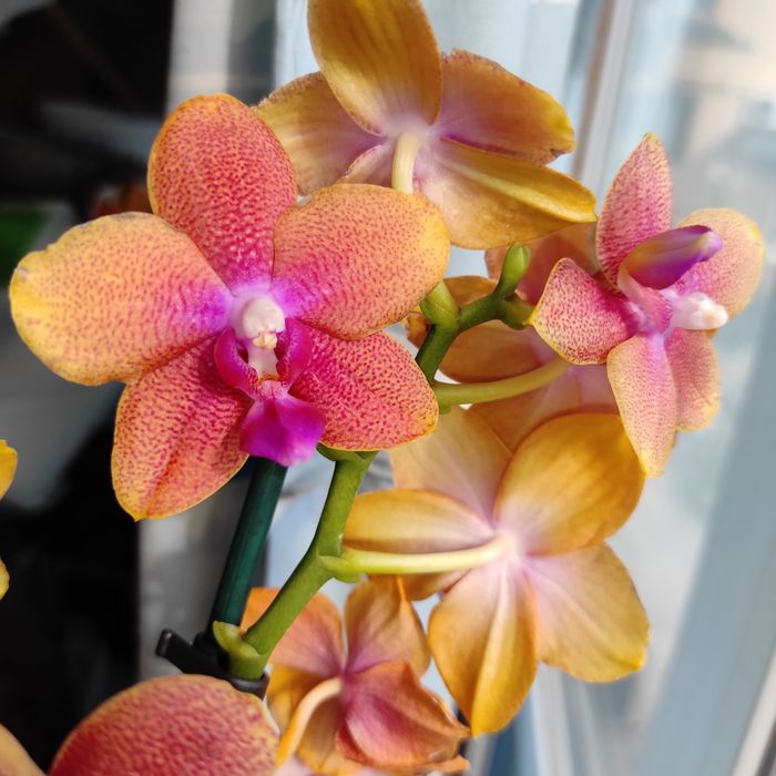 Ароматна орхідея Бронзовий Будда