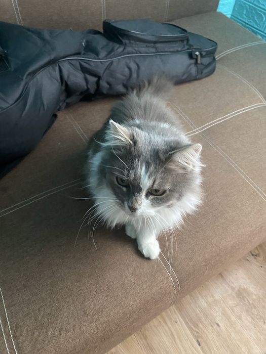 Кішечка в добрі руки (Сміла, Черкаська обл.)