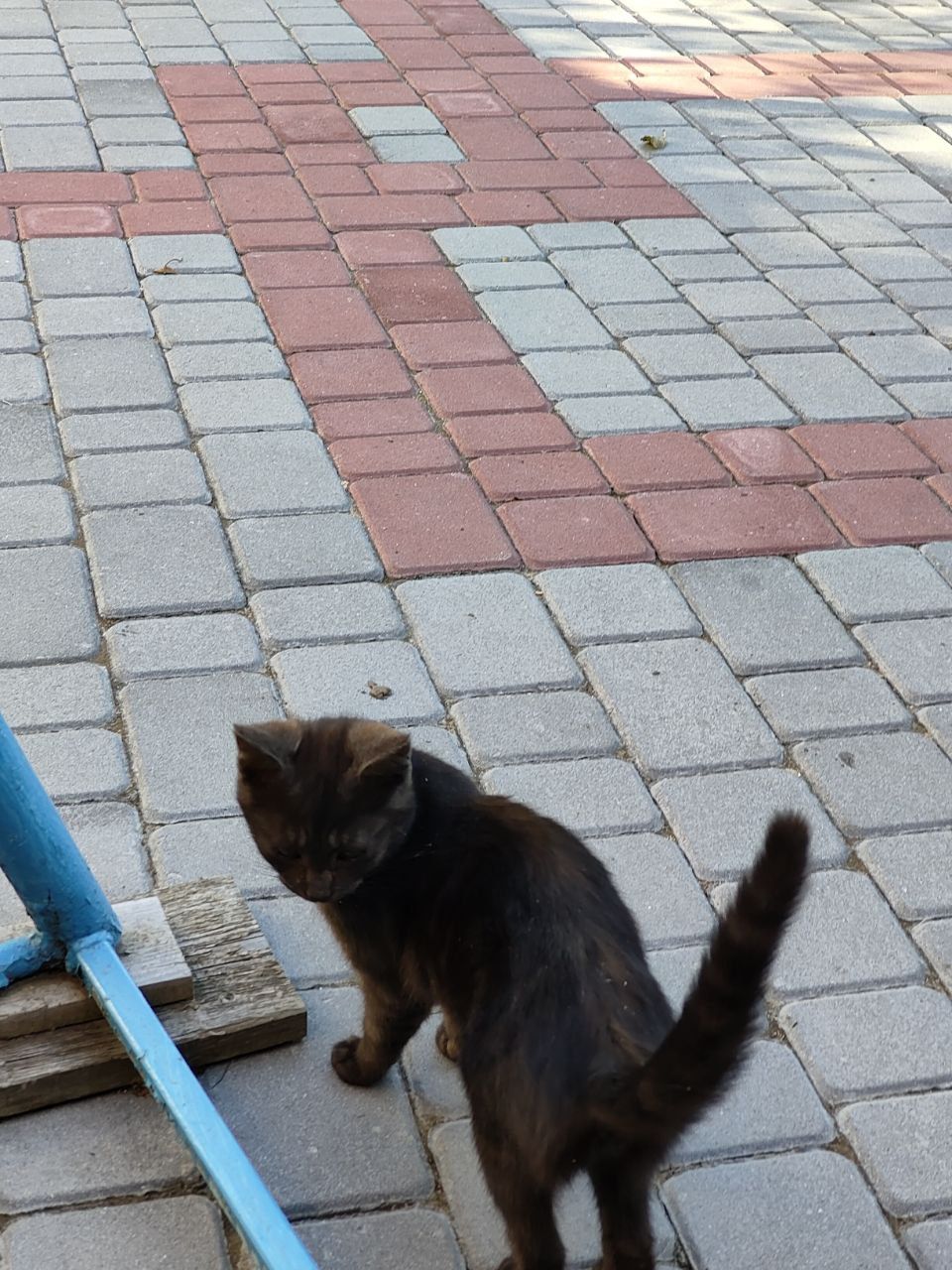 Котеня 3-4 місяця, дівчинка
