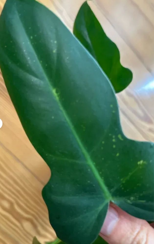 Philodendron Domesticum variegata
