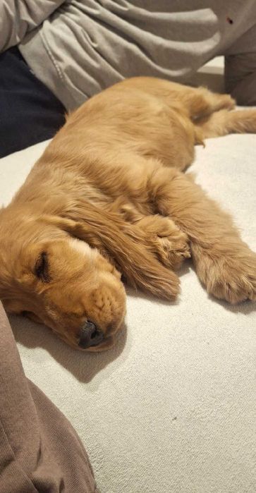 Cocker spaniel angielski