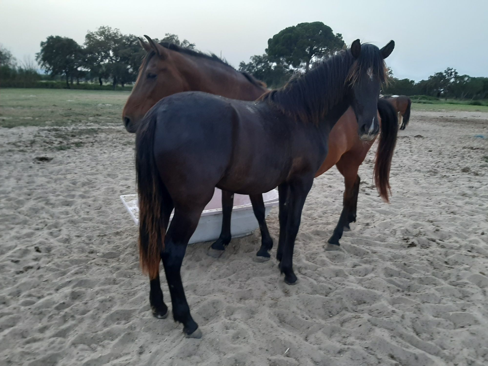 Vendo varios cavalos, a variados preços